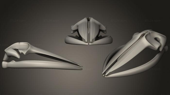 Анатомия скелеты и черепа (Череп плавникового кита, ANTM_0543) 3D модель для ЧПУ станка